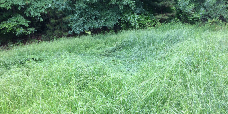 Brush Cutting in Boiling Springs, South Carolina