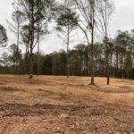 Property Line Clearing