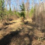 Trail Construction Mulching